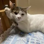 月映　購入連絡下さい♪分からないので