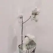 キノコヤマの画像
