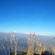 berryの画像