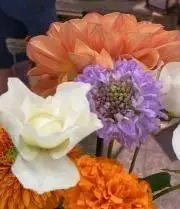 La fleurir *☽:゜