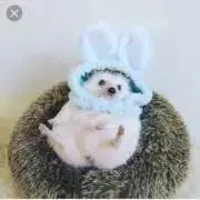 みいみいくの画像