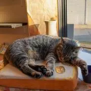 スペシャ