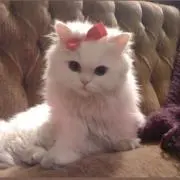 Muuutaの画像