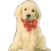 いぬ☆の画像