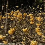 az