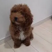 いちの画像