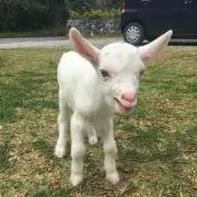 モーモー