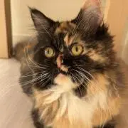 A-neko☆の画像