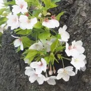 YUYUの画像