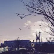 つゆきの画像