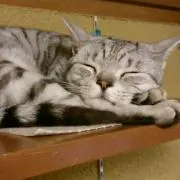 そたまの画像