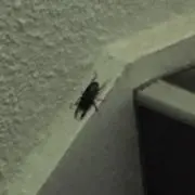 んもの画像