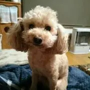 tiku tiku