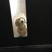 toy