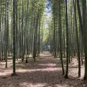 えんこの画像