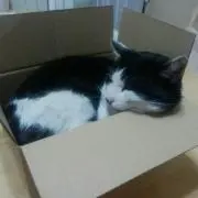 小鳥遊