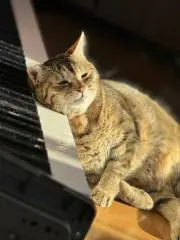 ねこむーるの画像
