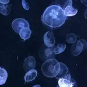 Neppyの画像