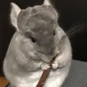 ゆりぴー