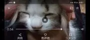 ふーちゃんの画像