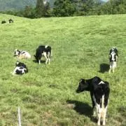 しのんの画像