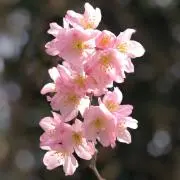 hirokoの画像
