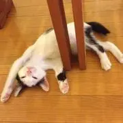 ごま王子の画像