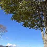 nemuの画像
