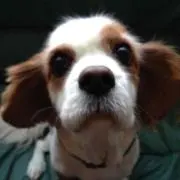 ヒマワリの画像