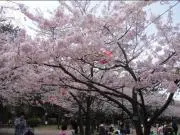 桜さくら