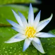 LotusBleuの画像