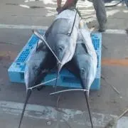 浜ちゃん