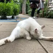 スプラッシュ
