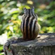 ⭐︎ふがし⭐︎の画像