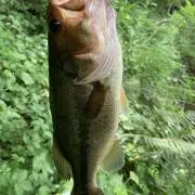 basspro yama chanの画像