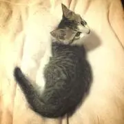 ちゃーな★複数購入割引します!!の画像