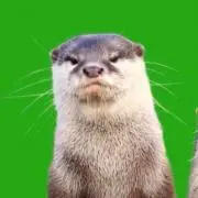 かちなちぼちの画像