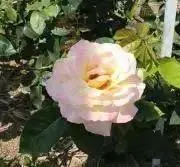 カリナの画像