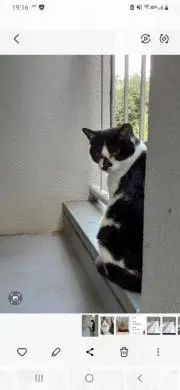 りてにゃんの画像