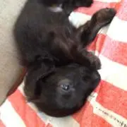 たけし