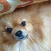 ryuka