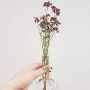 綾