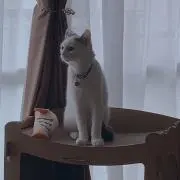 ルアの画像