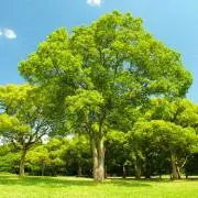 中村wood workingの画像