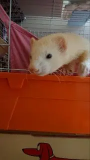 アルくん