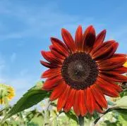 ドジャース大谷翔平90s80sスタジャン ジャケットDodgers MVP - メルカリ