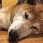 まーの画像