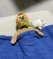 マロの画像