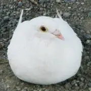 ハト
