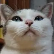 にゃんしかの画像